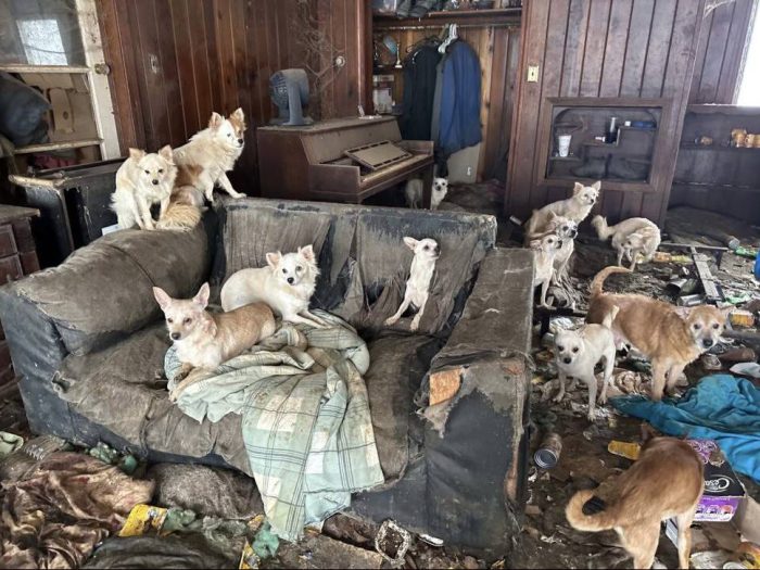 Plusieurs chiens entassés dans une maison insalubre, illustrant un cas de syndrome de Noé.