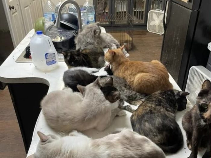 Plusieurs chats entassés sur une table dans une cuisine encombrée, illustrant un cas de syndrome de Noé.